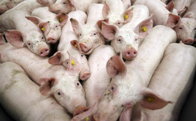 /media/0gbfsr4d/smågrise.jpg?width=680&height=420&v=1daf71040249e50