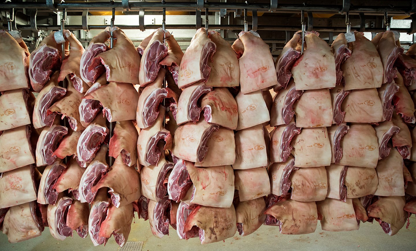 Genrefoto: Svinekød på slagteri