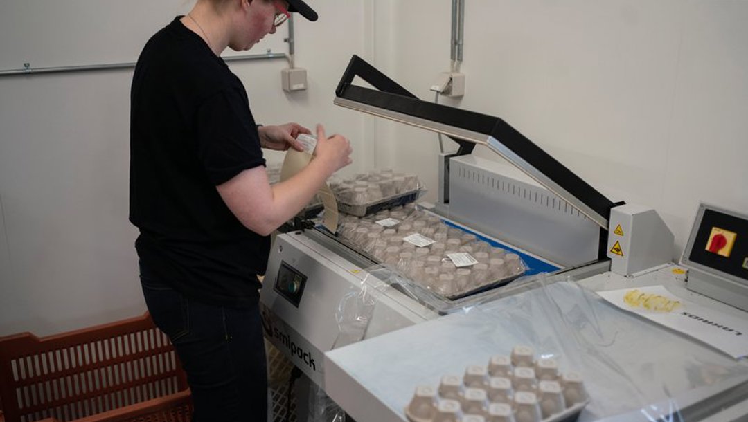 Romkuglerne pakkes i æggebakker. Først pakkede bageriet dem direkte ned i æggebakkerne, men æggebakker er kun fødevaregodkendt til æg, og så måtte de finde en anden løsning, som blev at pakke dem ned i genanvendeligt plastik først. 