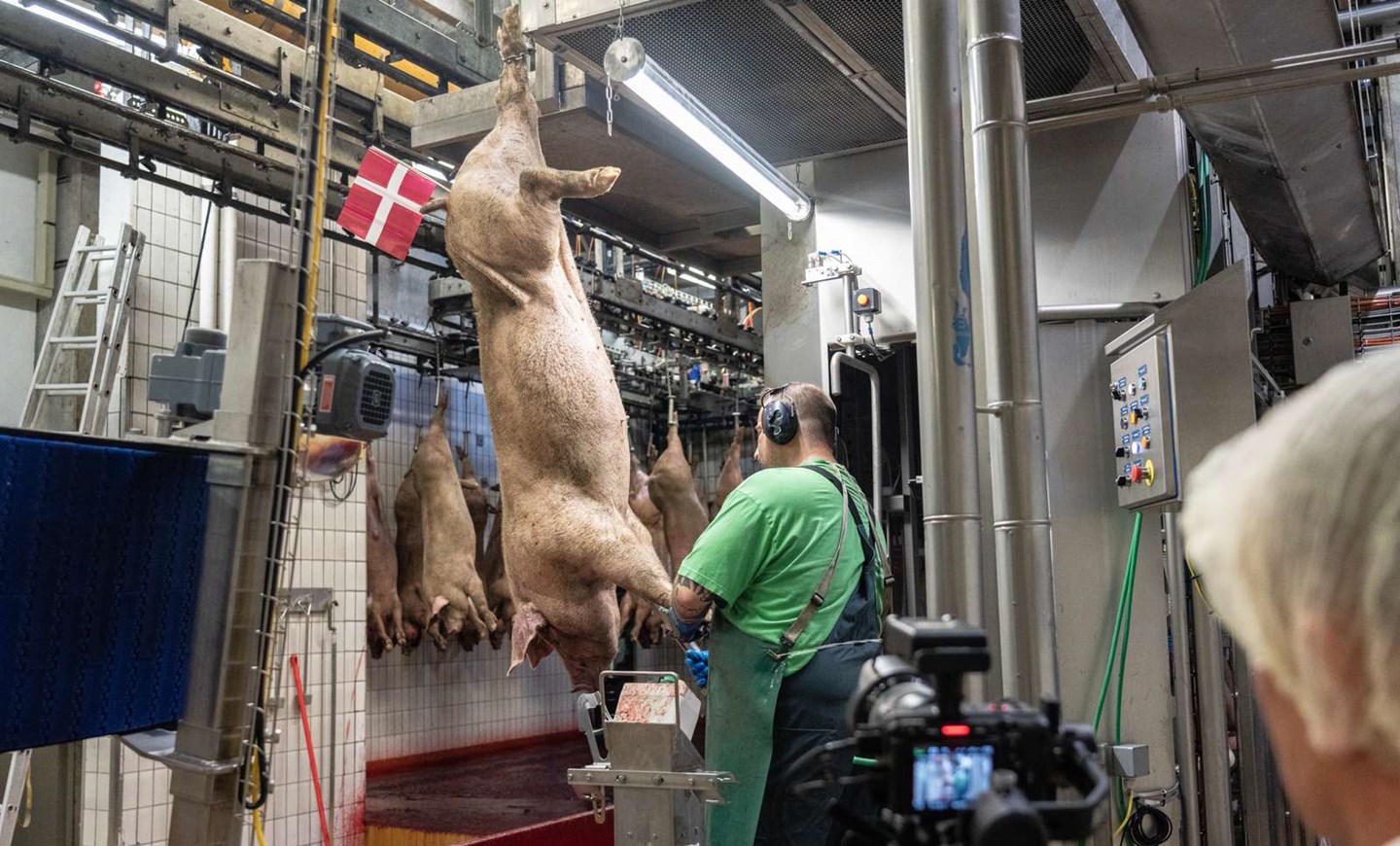 Den sidste gris stikkes på Danish Crowns slagteri i Sæby